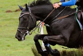 Mondiale Giovani Cavalli di Le Lion d’Angers: le prove dei binomi azzurri