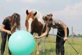 HUMAN HORSE SENSING: migliorare il benessere per il nostro cavallo