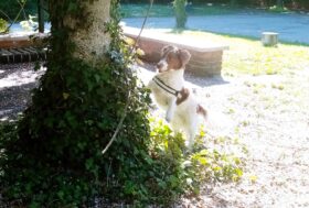 “Giornata Mondiale del Cane”: il miglior amico dell’uomo lo è anche degli allevatori