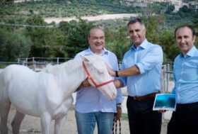 Il miracolo della cavallina bianca, “Via Lattea” prosegue. Presto sarà mamma