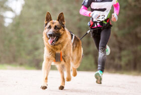 BOOM PER I “DOG SPORT”, sempre più persone preferiscono allenarsi con il propio cane: dagli esperti il vademecum per tutelarne la salute