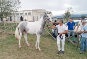 I migliori 257 puledri sardi a Tanca Regia per il Premio Regionale di allevamento