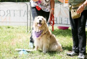 Nel fine settimana Quattrozampeinfiera a Napoli: Snoopy special guest e tanto divertimento