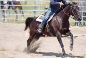 Grande successo della Prima Tappa di Cross Derby e Gimkana Sef Italia