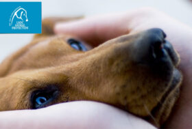 Maltrattamenti e diritti animali