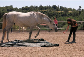 Alessandra Deerinck, i miei corsi di Human Horse Sensing