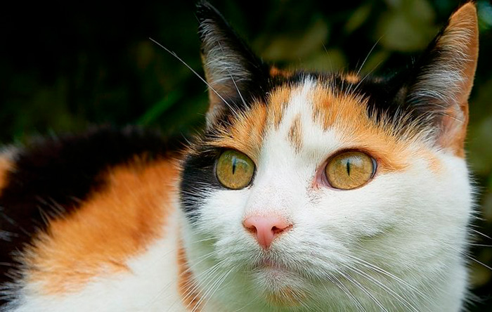 Gaia Animali E Ambiente: Spara e uccide la gatta della vicina