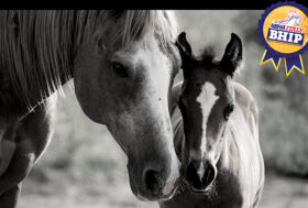 Barrel Horse Incentive Program