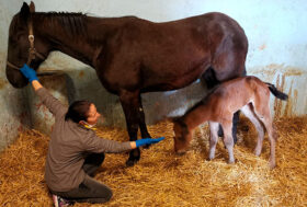 E’ nato domenica mattina alle prime luci dell’alba il puledro che porterà il  nome di San Francesco