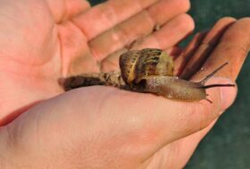 La biodiversità è vita. La politica se ne occupi con i fatti e non più soltanto a parole