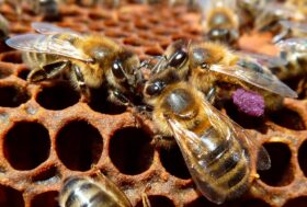 L’ape nera del Ponente ligure è un nuovo Presidio Slow Food