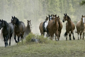 RAZZE EQUINE: Cavallo Sarcidano