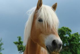 HAFLINGER: campioni crescono!