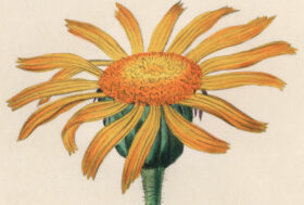 Che % di Arnica c’è nel vostro prodotto?