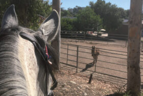 HUMAN HORSE SENSING: L’ATTENZIONE!