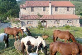 Promuovi la tua attività su Informa e sul Portale del Cavallo