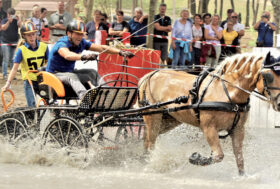 Haflinger, un cavallo per tutti