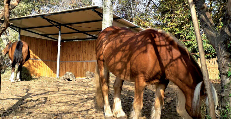 Nord Piave: Cavallo al paddock