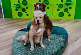 Per la Milano Design Week 2022, la nuova casa pet friendly, lo spazio domestico a misura di cane e gatto