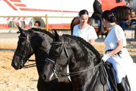 Nella Tenuta di Ambelia tutto pronto per la quarta edizione della Fiera Mediterranea del Cavallo