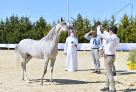 Arabian Horse Cup Palermo 28-29 maggio