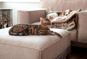 Quattrozampeinfiera presenta il Giardino Tattile per animali, ispirato al bosco di Bruno Munari. 