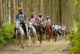 VIM Spa Campionati Italiani di Endurance 2022 Open: 241 iscritti si contenderanno ben 12 titoli a San Rossore di Pisa dal 2 al 5 giugno