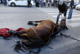 Roma, botticelle e vetturini “patrimonio cittadino”. LNDC ANIMAL PROTECTION CHIOSA: “Il patrimonio sono i cavalli!”