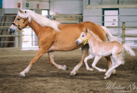 Haflinger: Presentazione nuova scheda morfologico lineare in vigore dal 01/03/2023