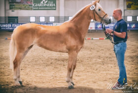 L’Haflinger tra allevamento, morfologia sport e divertimento. 83a Mostra Nazionale Travagliato (BS) 20-22 Maggio 2022