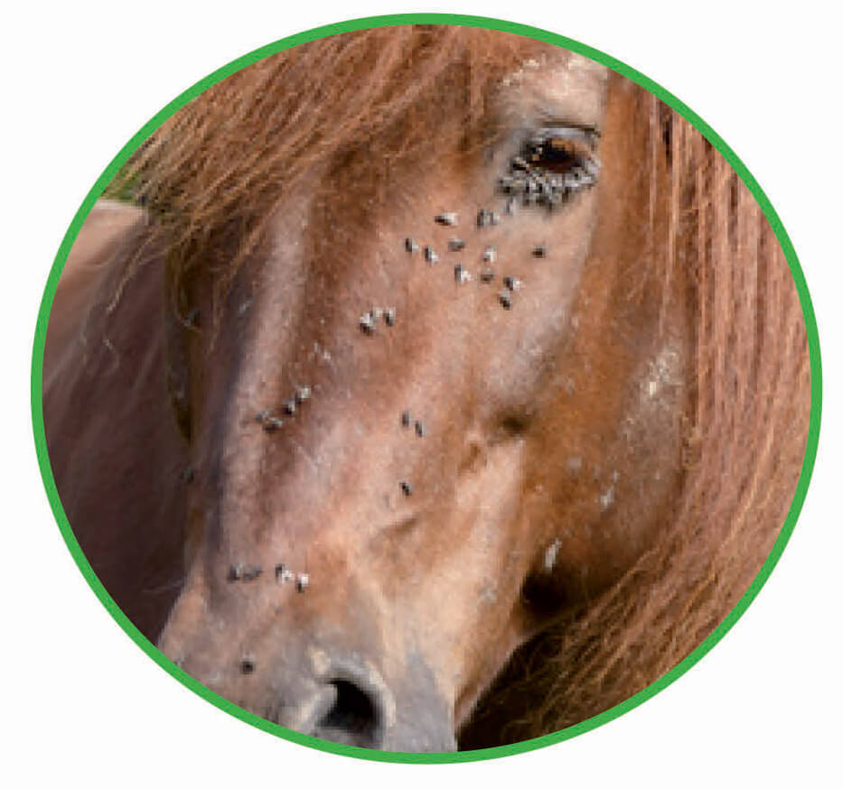 Corso patologie più comuni 1