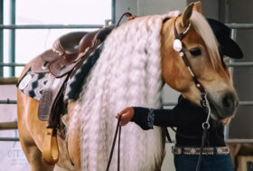 Sport e utilizzo del cavallo Haflinger all’interno della sezione morfologica e genetica