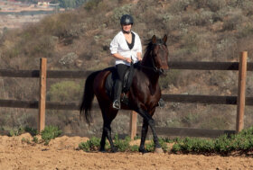 Mangalarga Marchador un solo cavallo, una sola passione