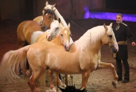 Sabato e domenica appuntamento alla Mostra Nazionale del Cavallo