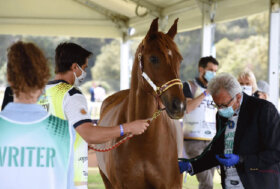 Tutto pronto a Vic per Europei J&Yr e Mondiale giovani cavalli di Endurance