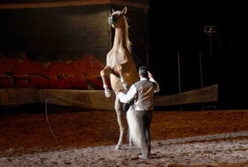 Comunicato finale Mostra Nazionale del Cavallo edizione 2022