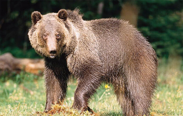LAV: Lettera aperta al Presidente della Provincia Autonoma di Trento Maurizio Fugatti su gestione attività degli orsi