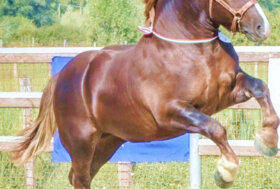 ANACAITPR CON I SUOI STALLONI AL CENTRO S.MARIA CAPUA VETERE CE