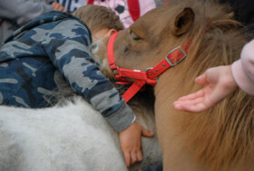 A Fieracavalli: giochi, battesimi della sella, spettacoli e volteggi per un divertimento formato famiglia