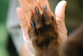 La Pet-Therapy in Svizzera