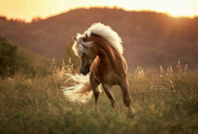 Haflinger, un mondo da conoscere