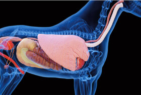 Corso Benessere del cavallo: Le patologie più comuni
