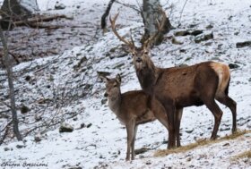 Da Freccia 45: sostieni il progetto “SOS CERVI”