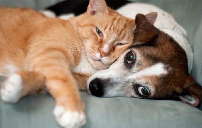 LAV: Adottare un cane o un gatto, i nostri consigli per una scelta consapevole