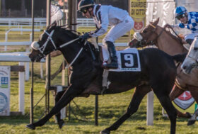 Ippodromo San Rossore: Corse per i Purosangue Arabo, gli stranieri in arrivo a Pisa