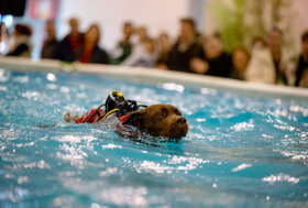 Quattrozampeinfiera a Roma, sport, divertimento, arte e piccoli aspiranti veterinari
