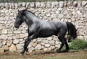 Università di Teramo e Arma dei Carabinieri. Obiettivo: tutelare la biodiversità