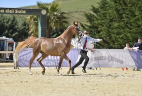 Arabian Horse Cup, il via sabato a Palermo con 80 iscritti