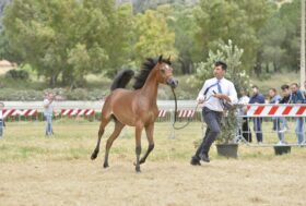 Palermo, show internazionale di cavalli arabi il 20 e 21 maggio
