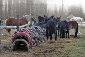 Muli e Bardotti pesanti: un progetto unico made in Italy